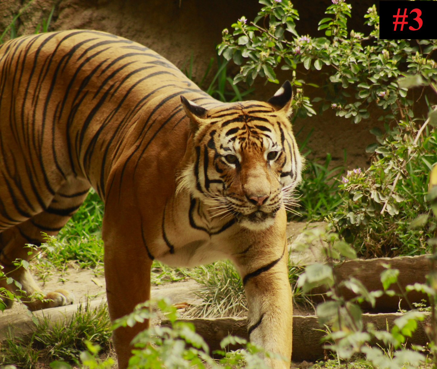 The Big Cat Collection