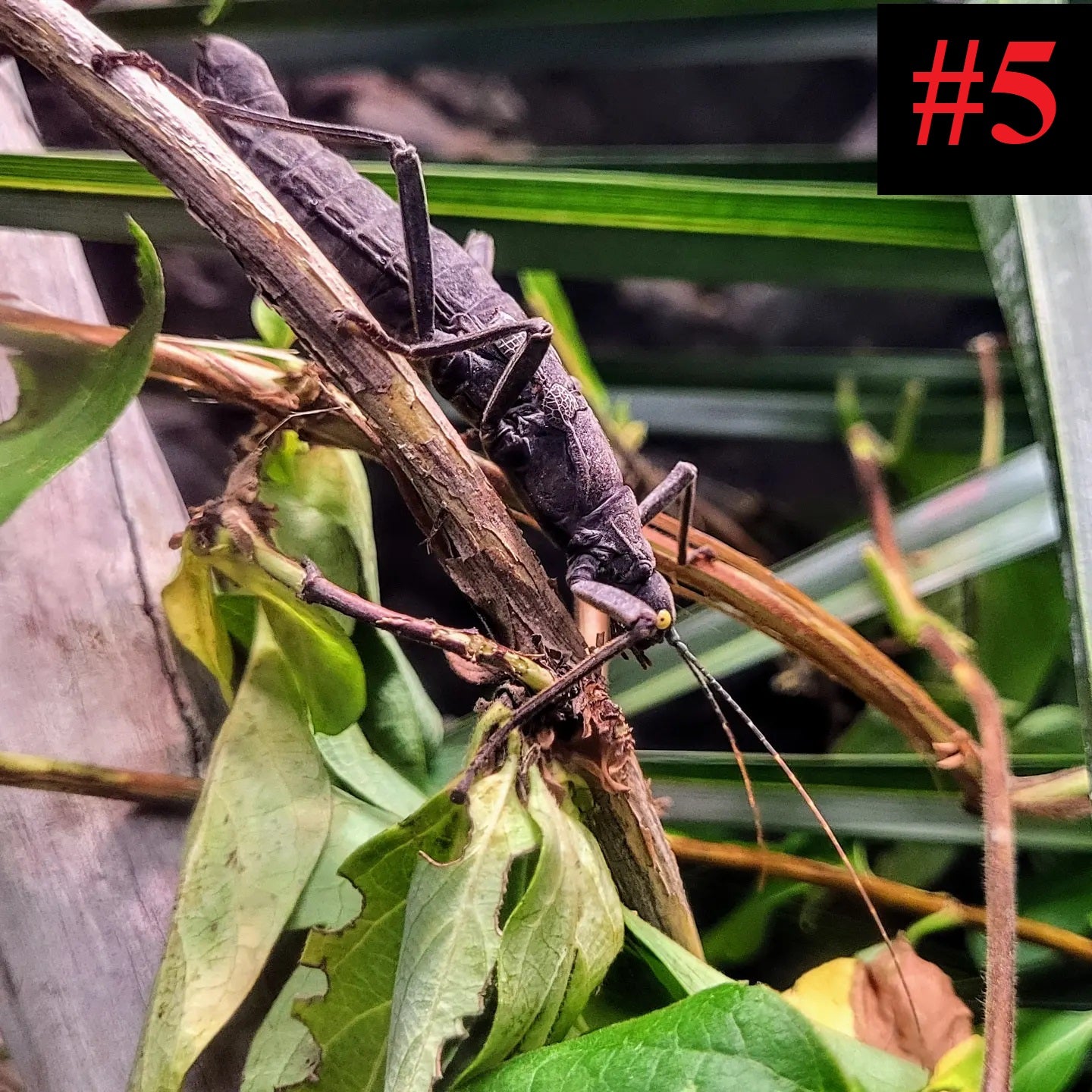 The Insect Collection