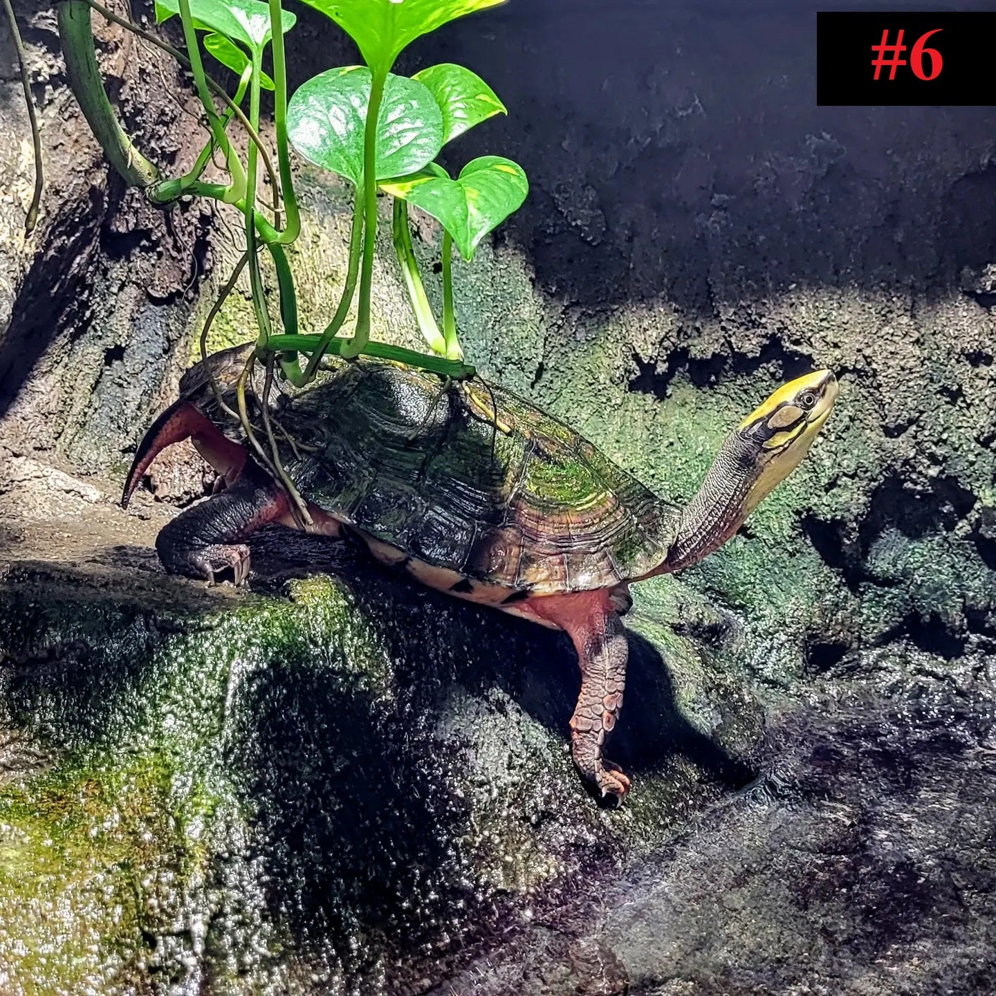 The Reptile Collection