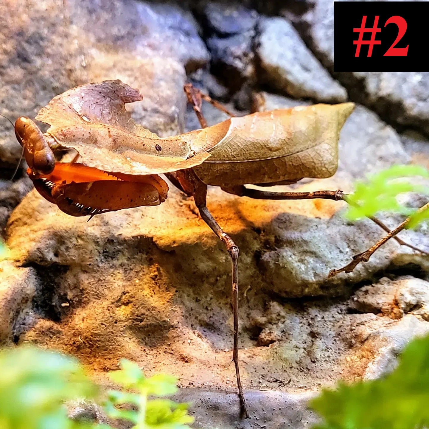 The Insect Collection