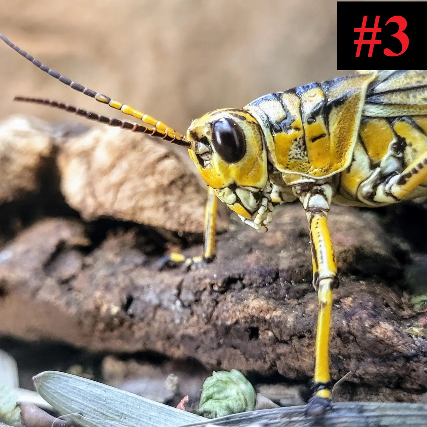 The Insect Collection