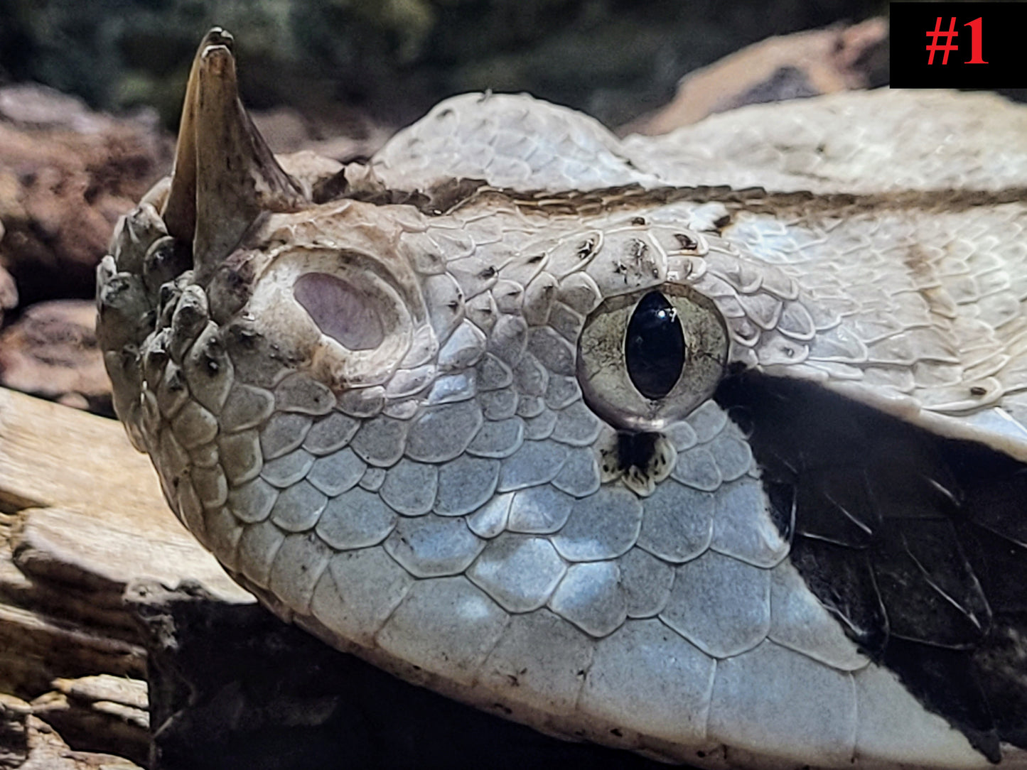 The Reptile Collection