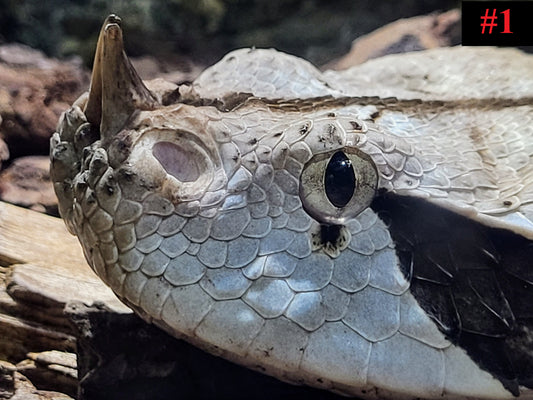 The Reptile Collection