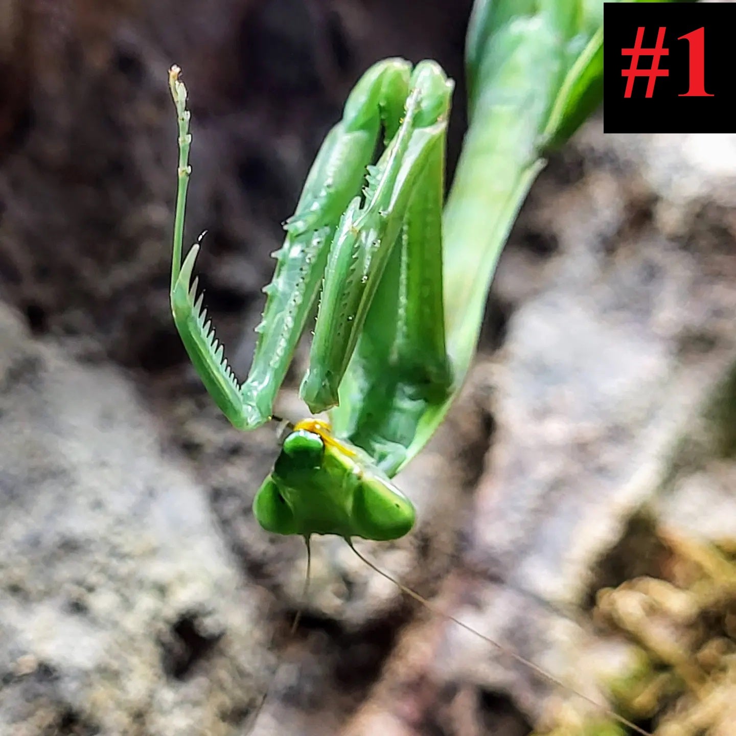 The Insect Collection