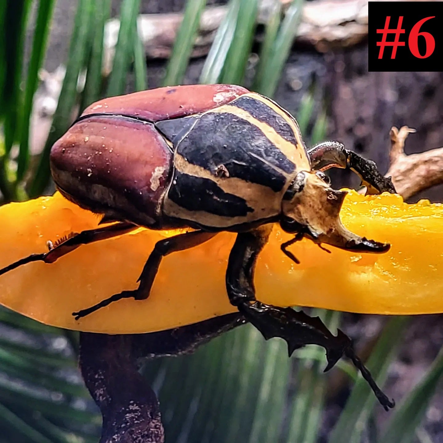 The Insect Collection