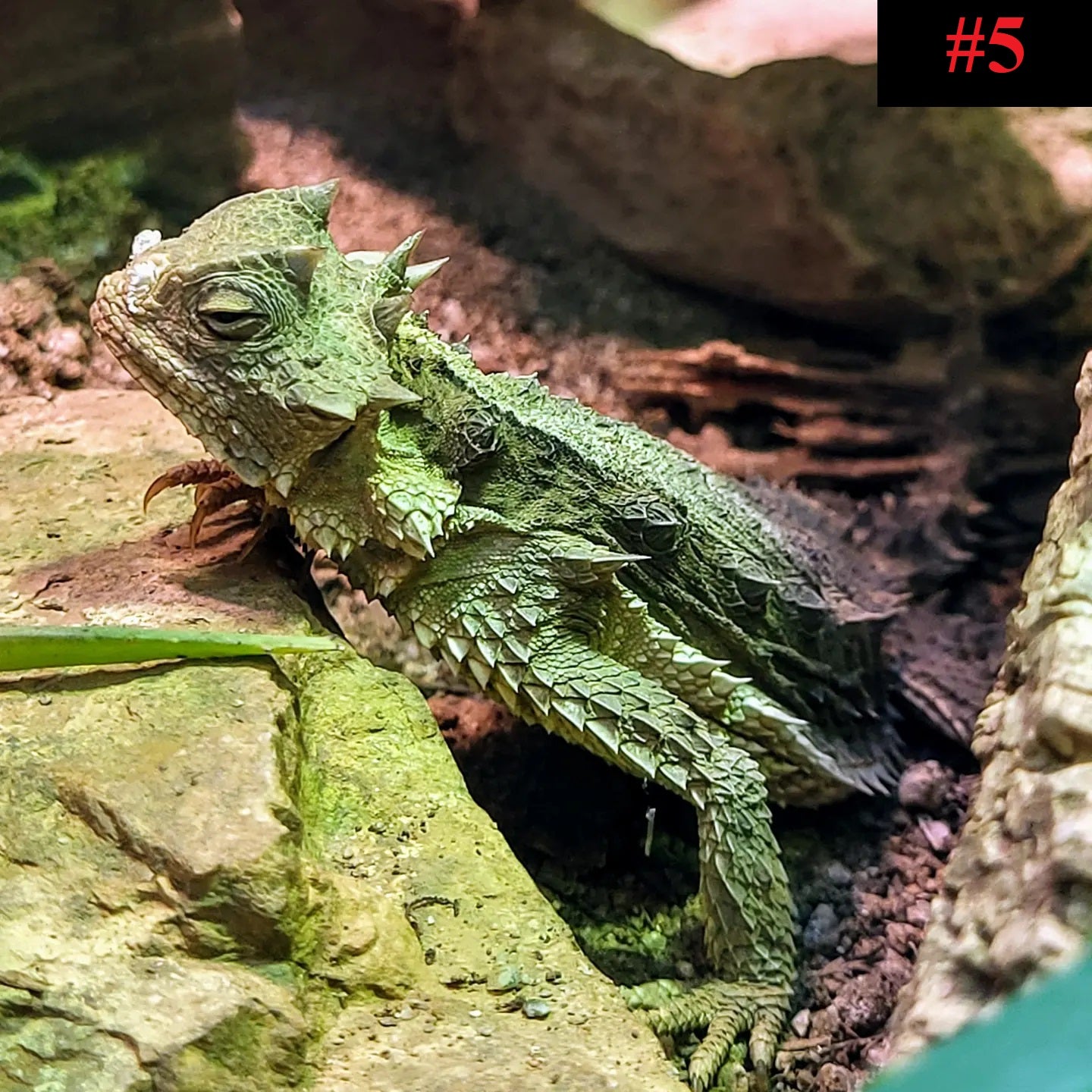 The Reptile Collection