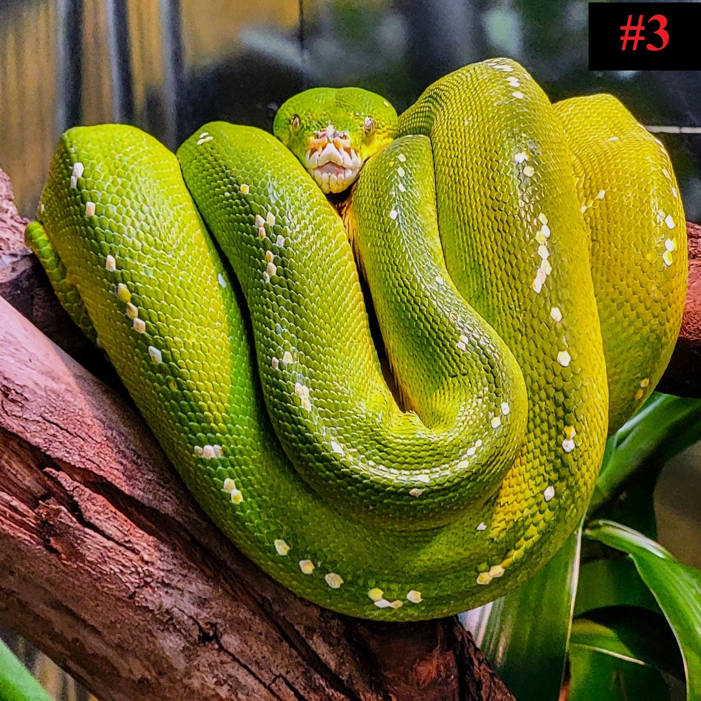 The Reptile Collection