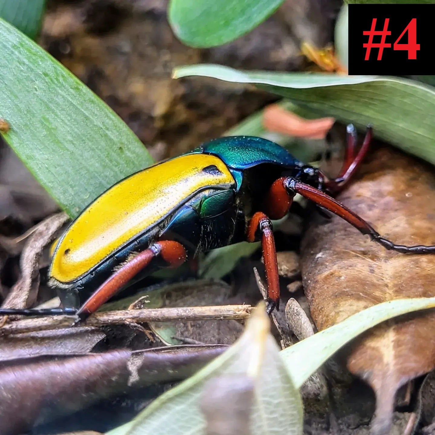 The Insect Collection