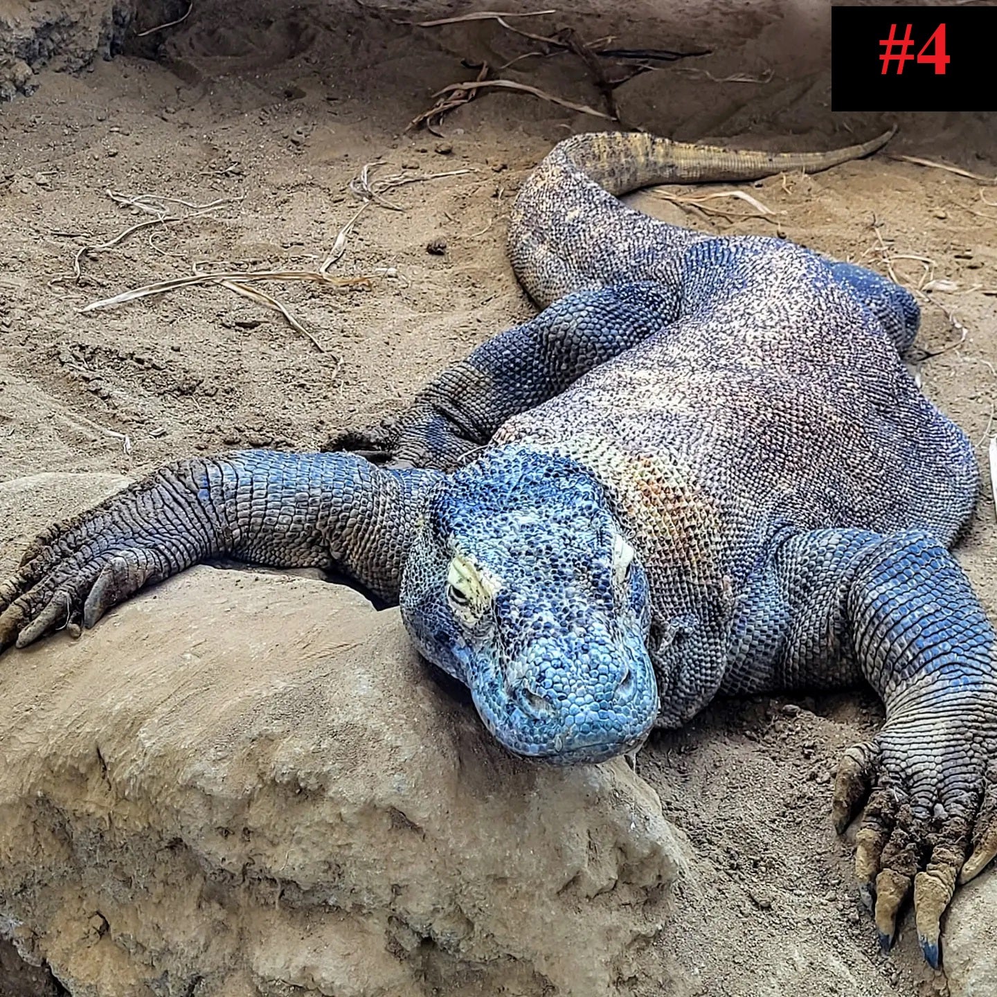 The Reptile Collection