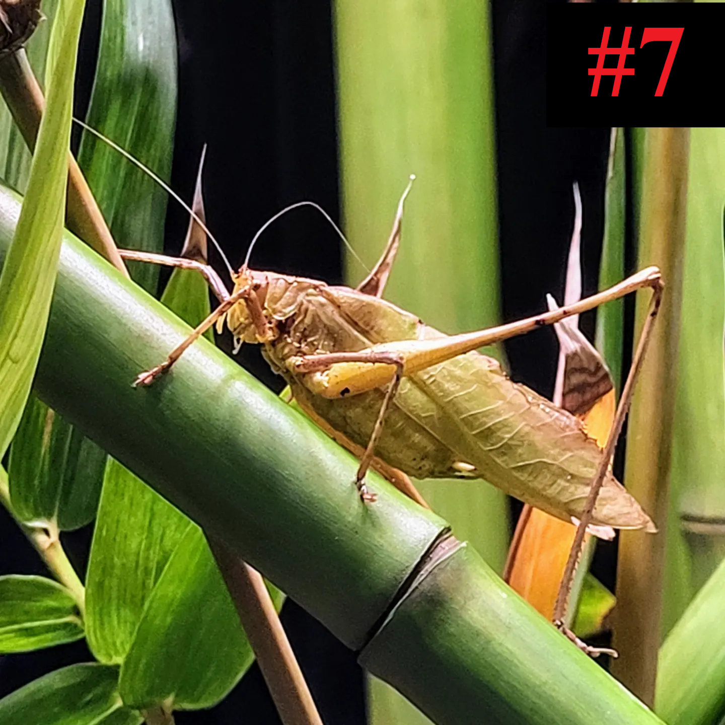 The Insect Collection