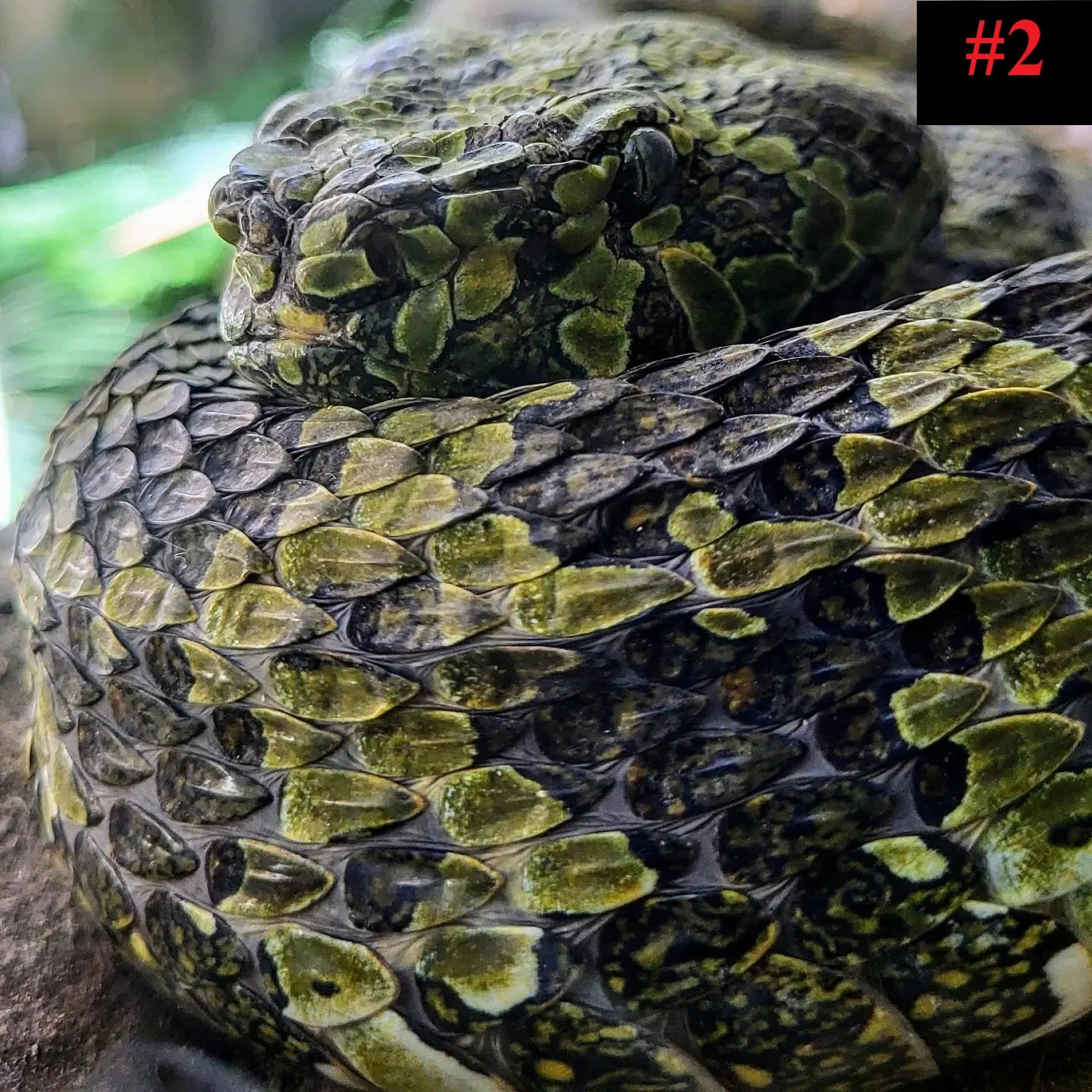 The Reptile Collection