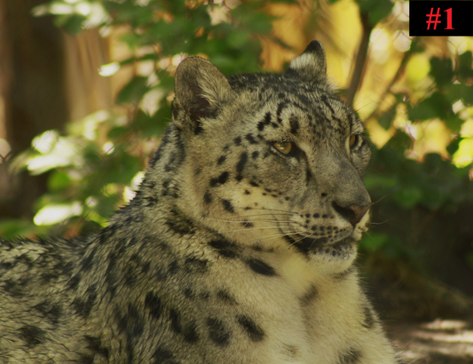 The Big Cat Collection