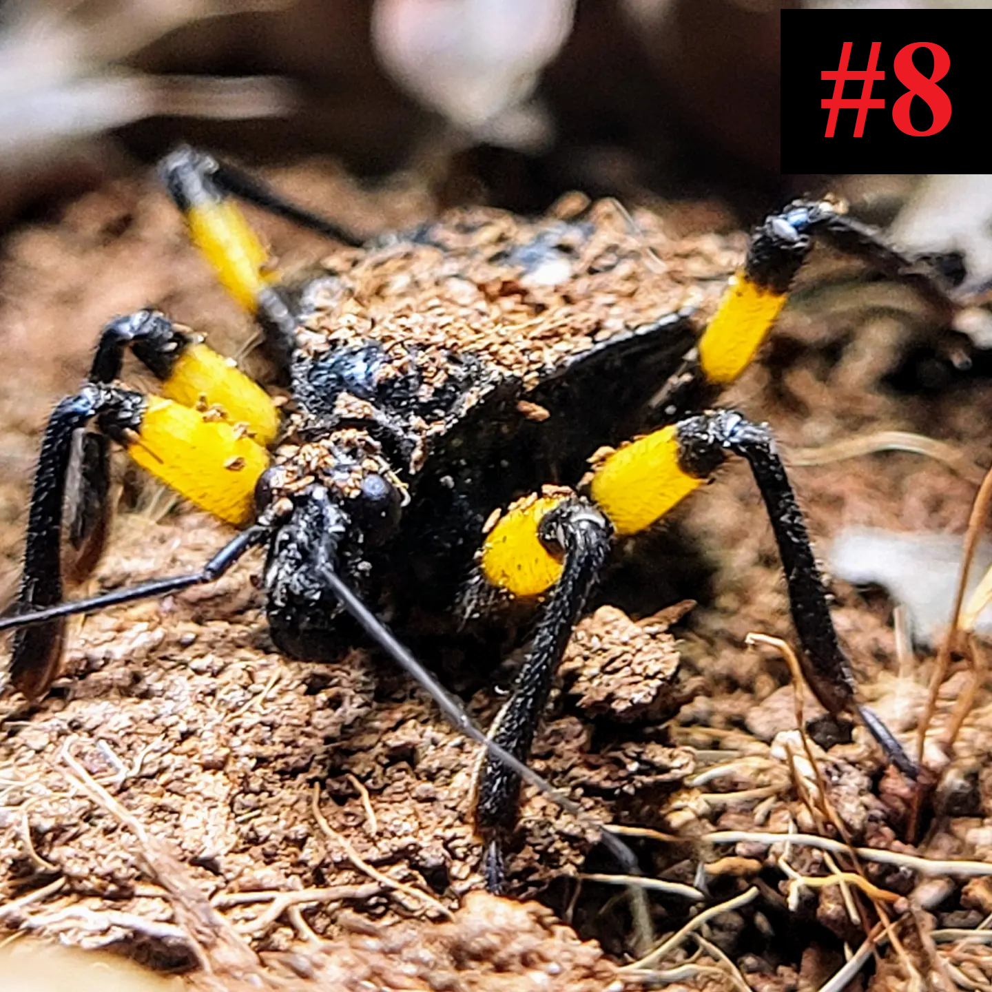 The Insect Collection